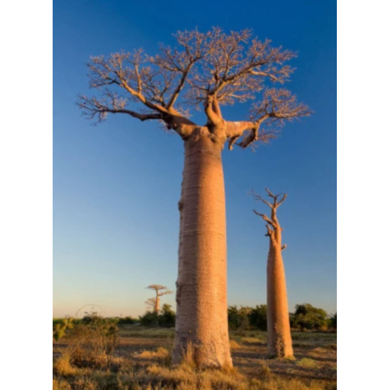 BAOBAB AFRYKAŃSKI Adansonia digitata