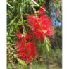 KUFLIK PŁACZĄCY Callistemon viminalis