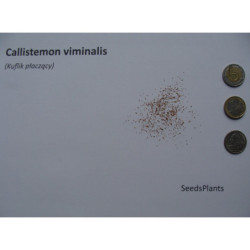 KUFLIK PŁACZĄCY Callistemon viminalis