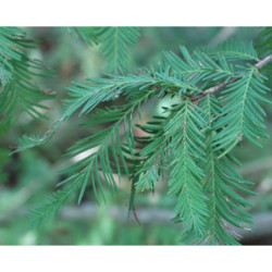 CYPRYŚNIK MEKSYKAŃSKI Taxodium mucronatum