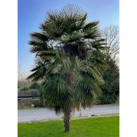 SZORSTKOWIEC FORTUNEGO Trachycarpus fortunei