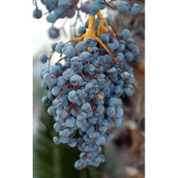 SZORSTKOWIEC FORTUNEGO Trachycarpus fortunei