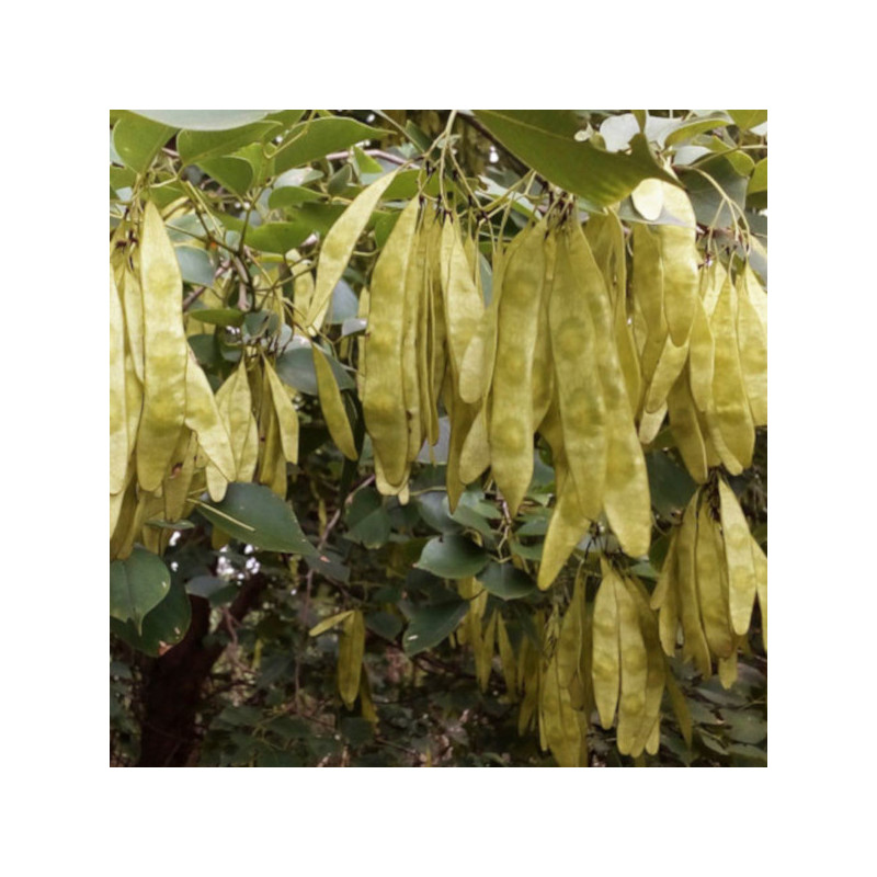 PÓŁNOCNOINDYJSKIE DRZEWO RÓŻANE Dalbergia sissoo