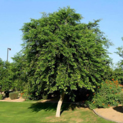 PÓŁNOCNOINDYJSKIE DRZEWO RÓŻANE Dalbergia sissoo