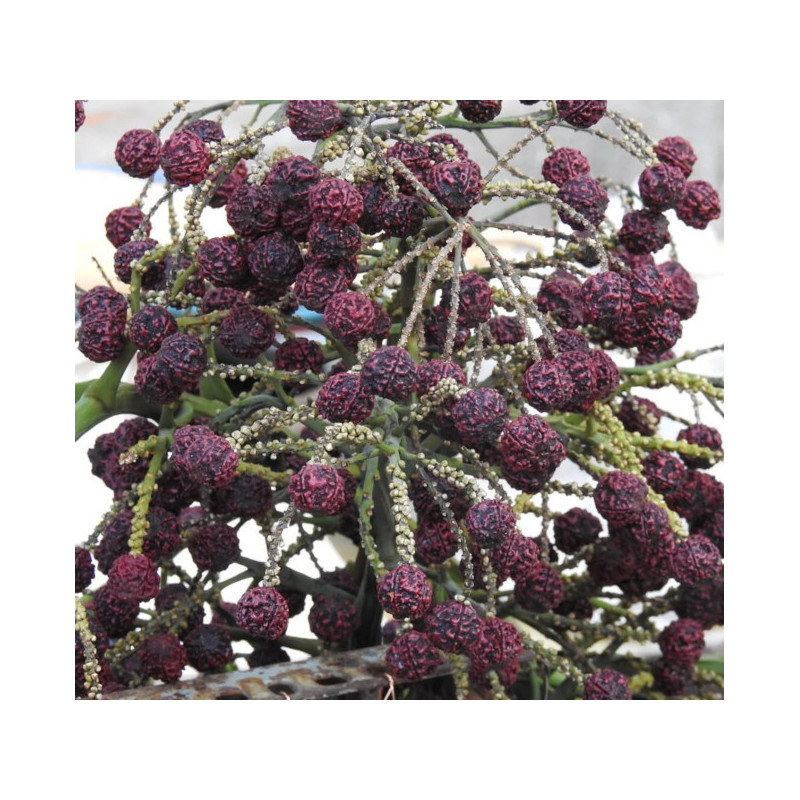 RUDRAKSHA Elaeocarpus Ganitrus