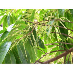 RUDRAKSHA Elaeocarpus Ganitrus