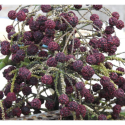 RUDRAKSHA Elaeocarpus Ganitrus