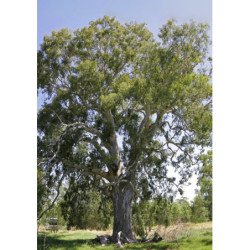 GUMA RZECZNA Eucalyptus camaldulensis