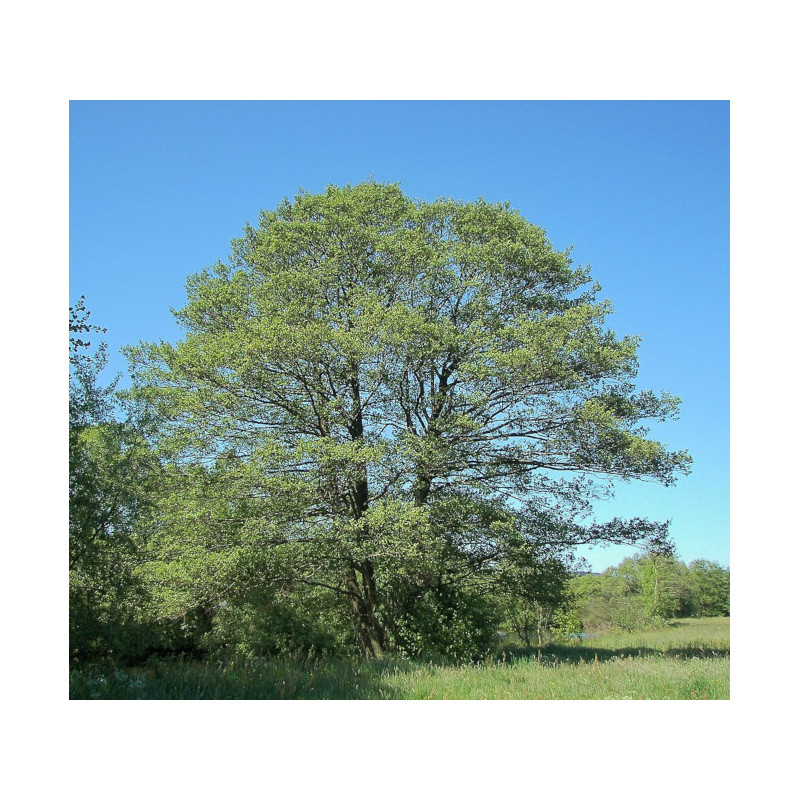 OLCHA OLSZA CZARNA Alnus glutinosa