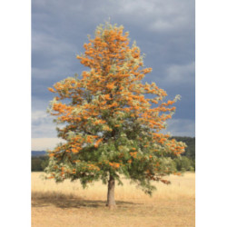 GREWILLA MOCNA Grevillea robusta