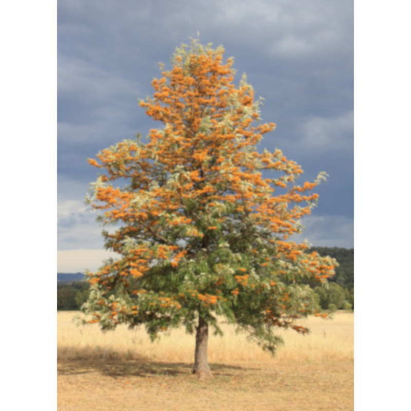 GREWILLA MOCNA Grevillea robusta