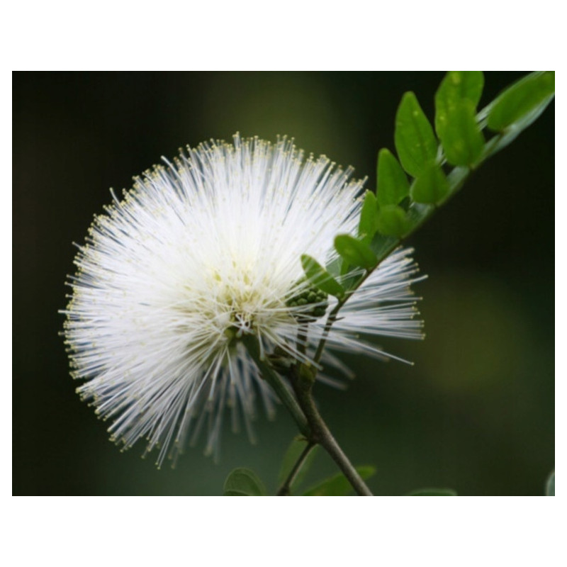 MIMOZA BIAŁA Leucaena Leucocephala
