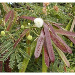 MIMOZA BIAŁA Leucaena Leucocephala