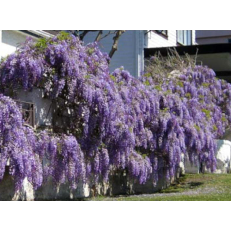  GLICYNIA CHIŃSKA Wisteria sinensis