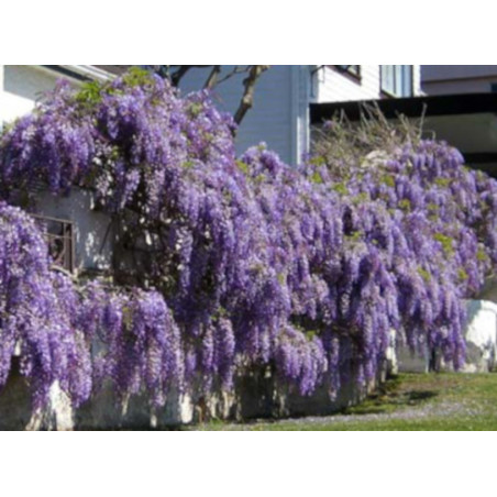  GLICYNIA CHIŃSKA Wisteria sinensis