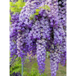  GLICYNIA CHIŃSKA Wisteria sinensis