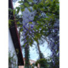  GLICYNIA CHIŃSKA Wisteria sinensis