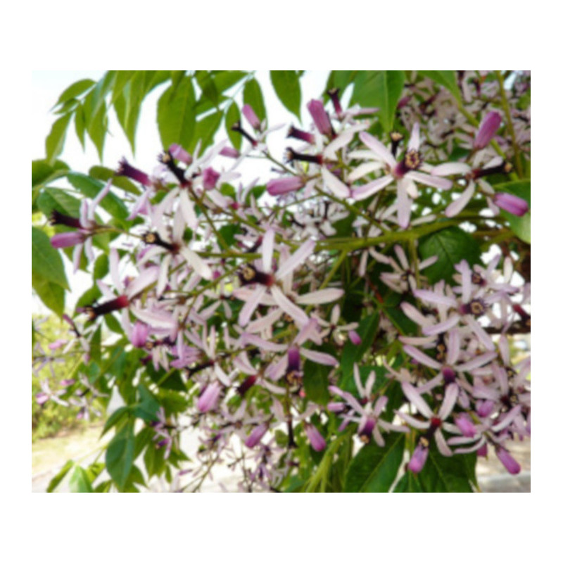 RÓŻAŃCOWE DRZEWO Melia azedarach