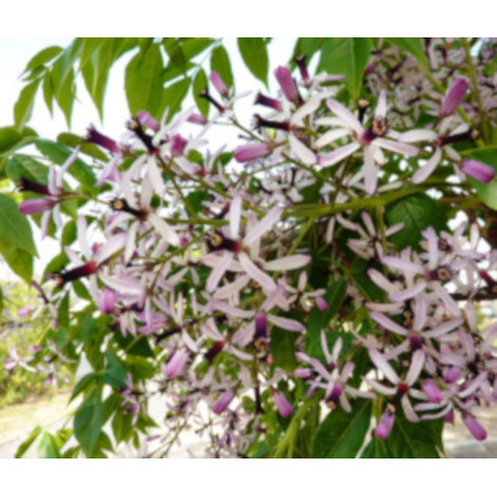 RÓŻAŃCOWE DRZEWO Melia azedarach