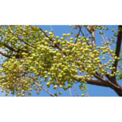 RÓŻAŃCOWE DRZEWO Melia azedarach