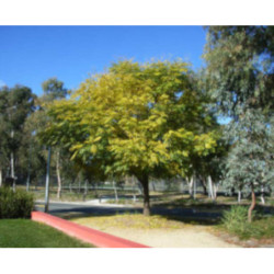 RÓŻAŃCOWE DRZEWO Melia azedarach