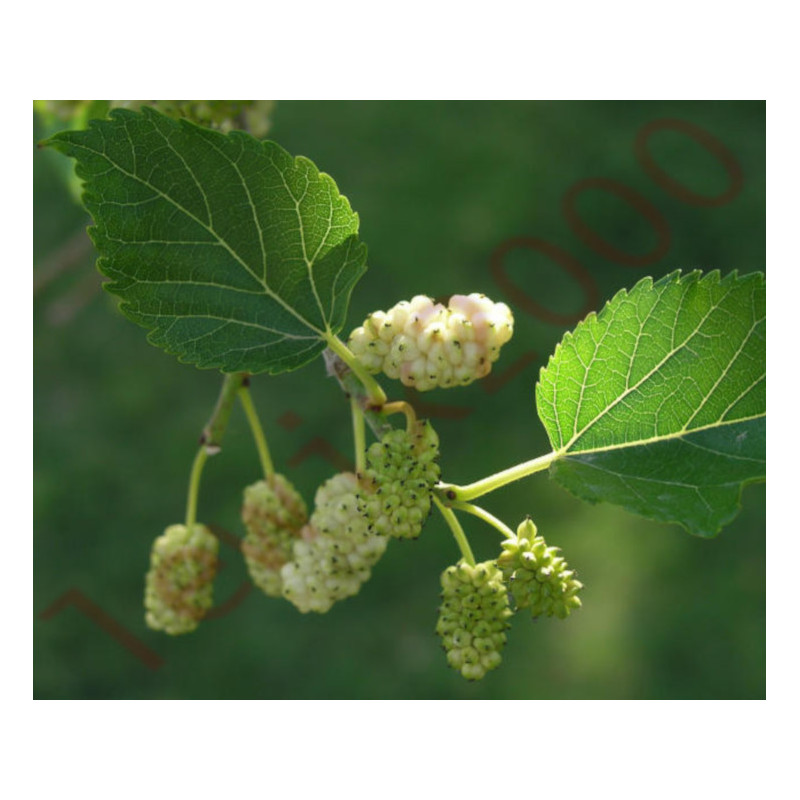 MORWA BIAŁA Morus alba