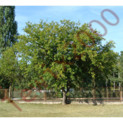 MORWA BIAŁA Morus alba