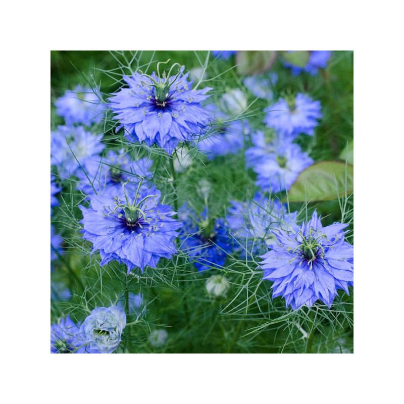 CZARNUSZKA SIEWNA  Nigella sativa