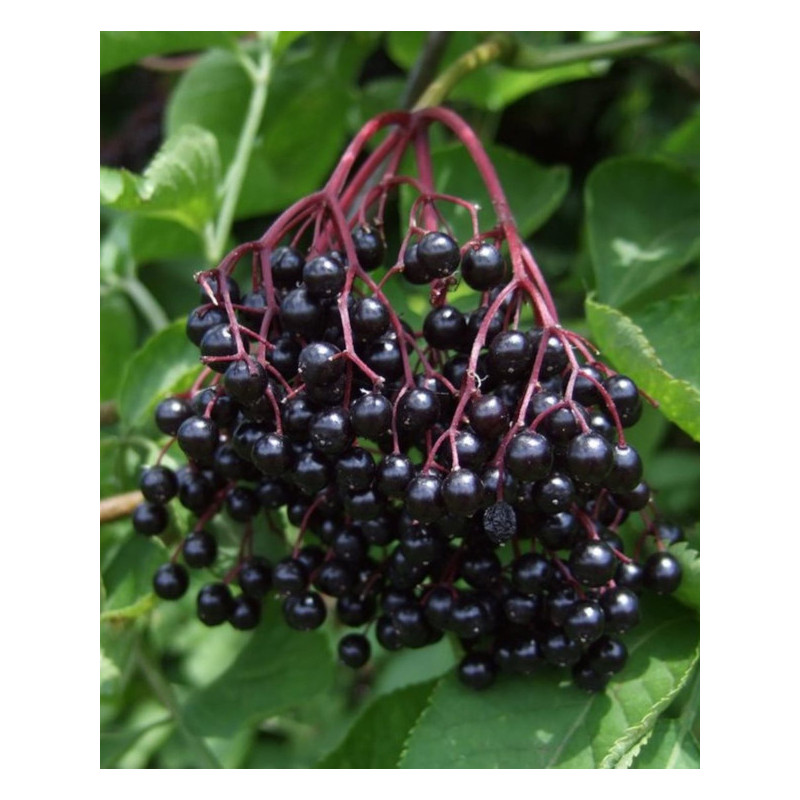 BEZ CZARNY Sambucus nigra