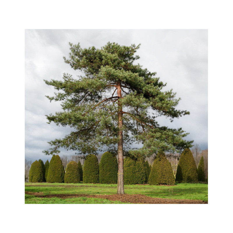 SOSNA POSPOLITA Pinus sylvestris