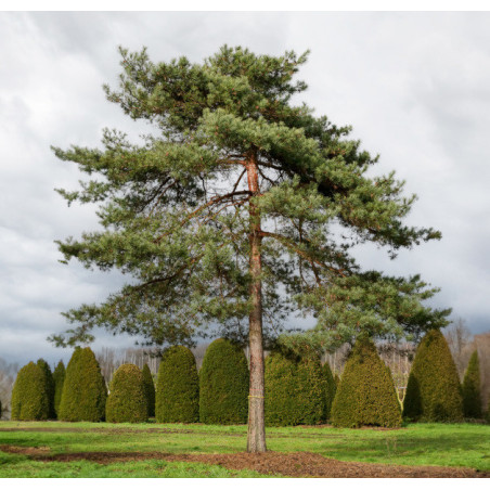 SOSNA POSPOLITA Pinus sylvestris