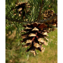 SOSNA POSPOLITA Pinus sylvestris