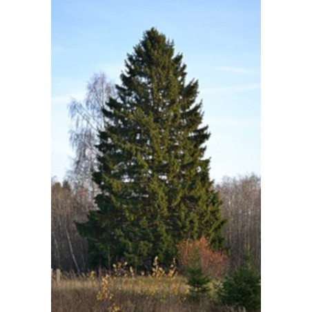 ŚWIERK POSPOLITY   Picea abies