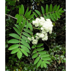 JARZĄB POSPOLITY  Sorbus aucuparia