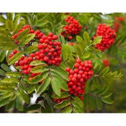 JARZĄB POSPOLITY  Sorbus aucuparia