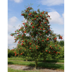 JARZĄB POSPOLITY  Sorbus aucuparia