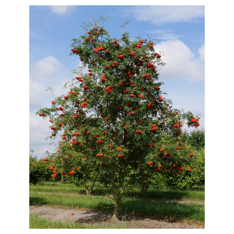 Sorbus Aucuparia Sorbus Aucuparia