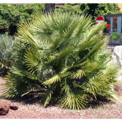 KARŁATKA NISKA Chamaerops humilis
