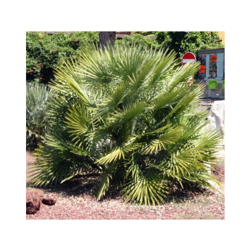 KARŁATKA NISKA Chamaerops humilis