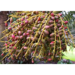 KARŁATKA NISKA Chamaerops humilis