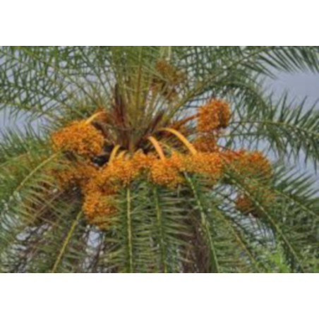 PALMA DAKTYLOWA SREBRNA Phoenix sylvestris