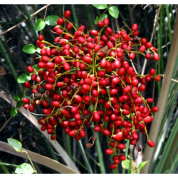 PALMA DAKTYLOWA SREBRNA Phoenix sylvestris