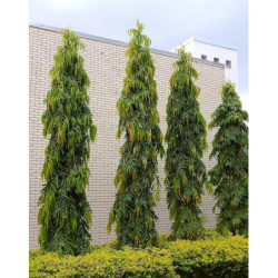 CHORUNA STRZELISTA  Polyalthia longifolia