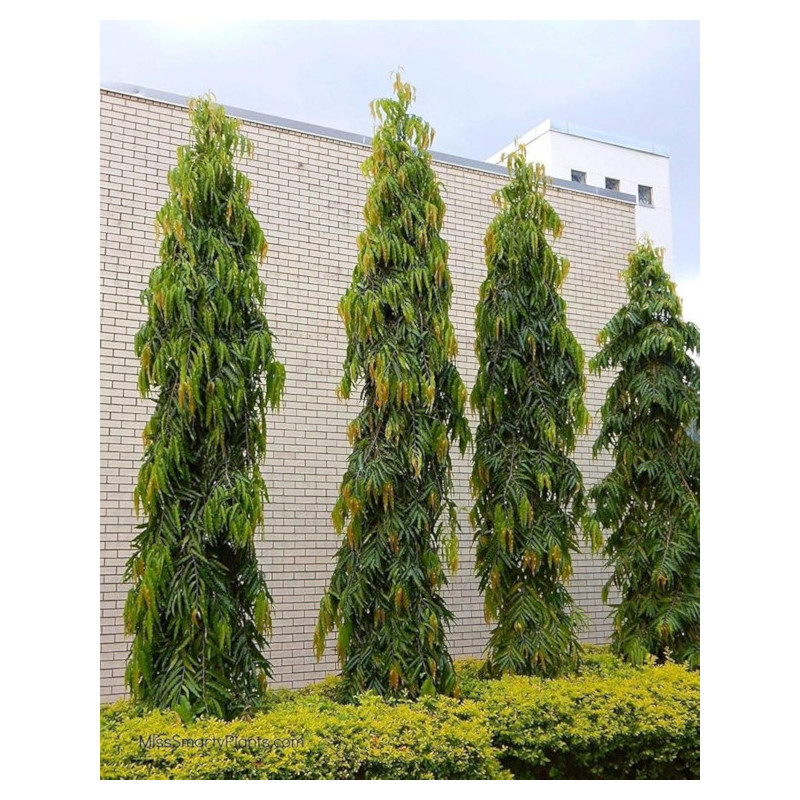 CHORUNA STRZELISTA  Polyalthia longifolia