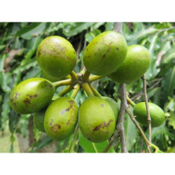 CHORUNA STRZELISTA  Polyalthia longifolia