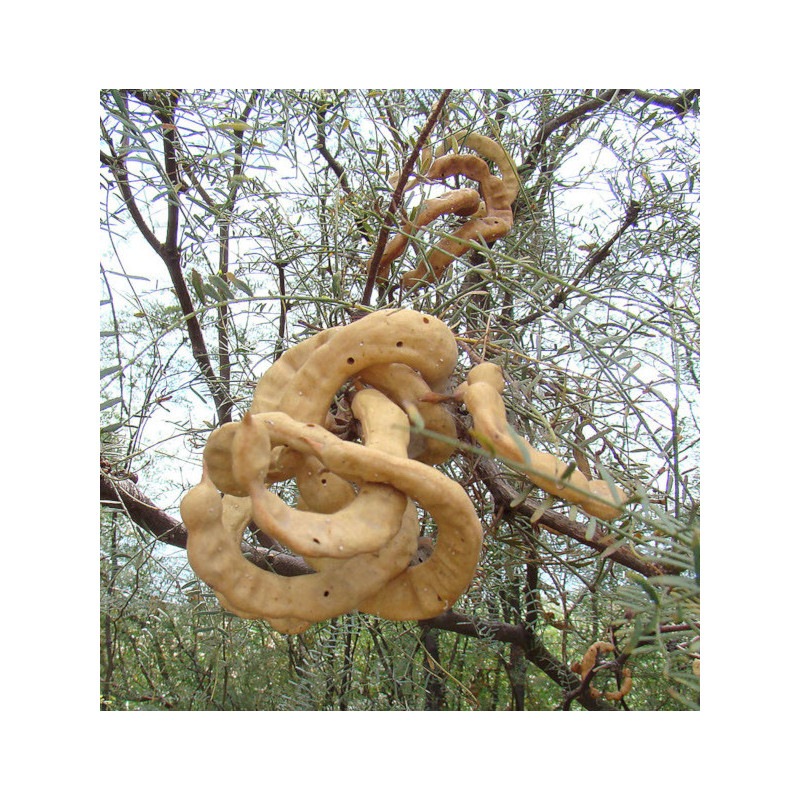 PROSOPIS CHILENSIS  Prosopis chilensis