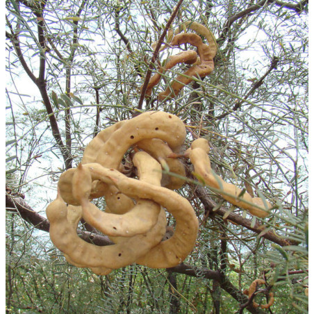 PROSOPIS CHILENSIS  Prosopis chilensis