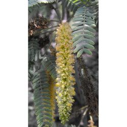 PROSOPIS CHILENSIS  Prosopis chilensis