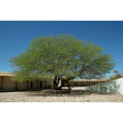 PROSOPIS CHILENSIS  Prosopis chilensis