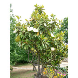 MAGNOLIA WIELKOKWIATOWA Magnolia grandiflora